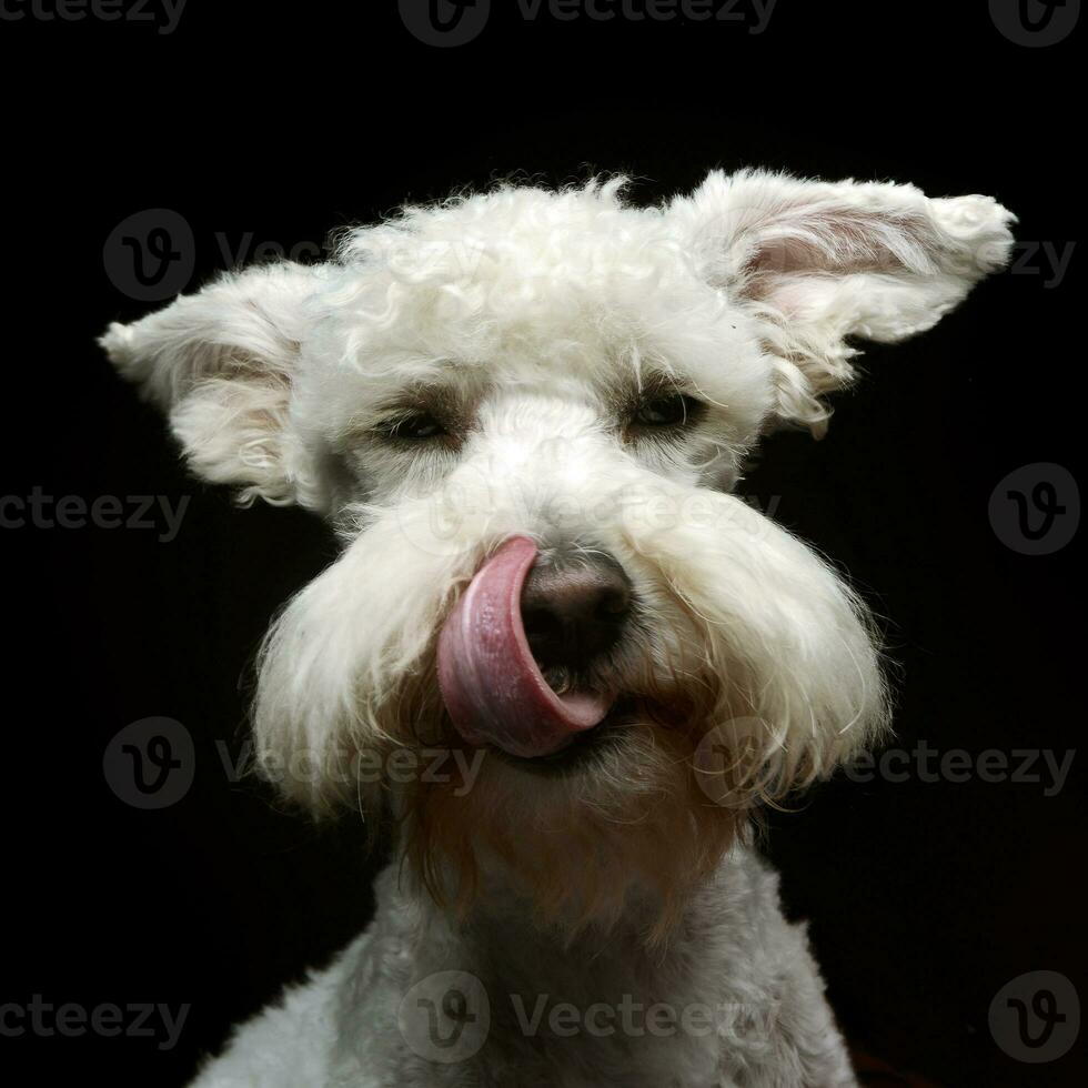 White funny dog in a dark studio photo