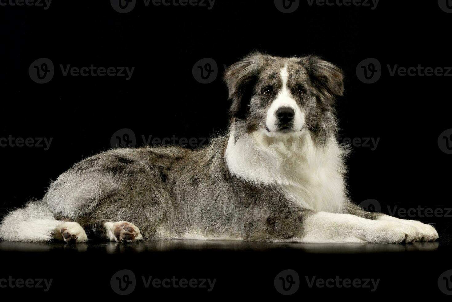 Studio shot of a cute Border Collie puppy photo