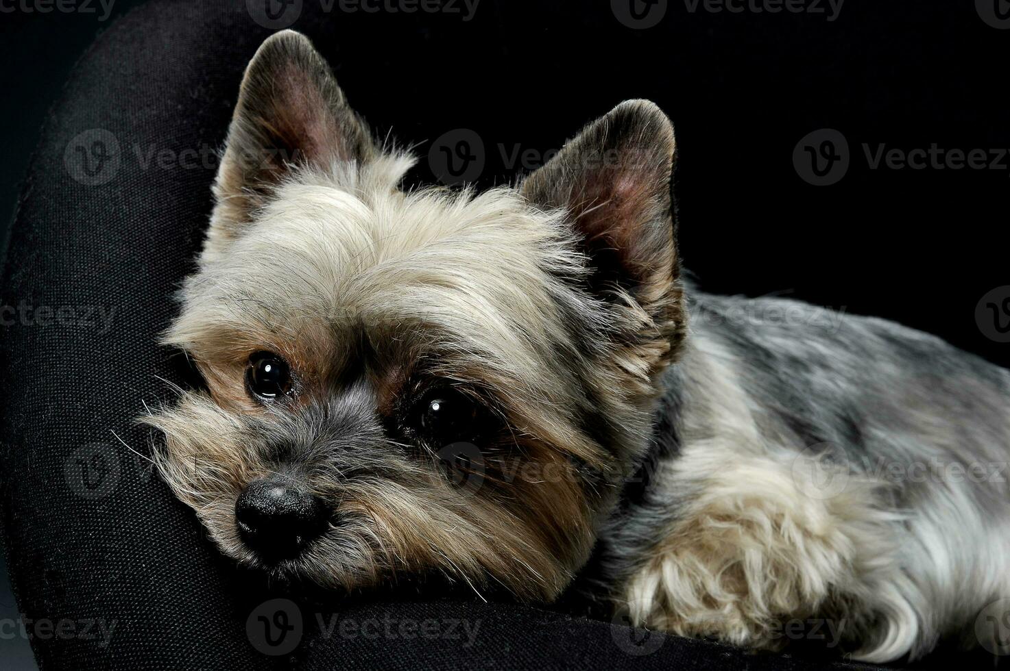 Studio shot of an adorable Yorkshire Terrier looking sad photo