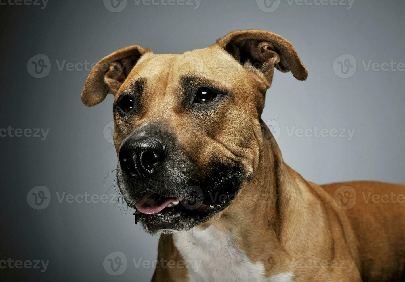 Studio shot of a lovely Staffordshire Terrier photo