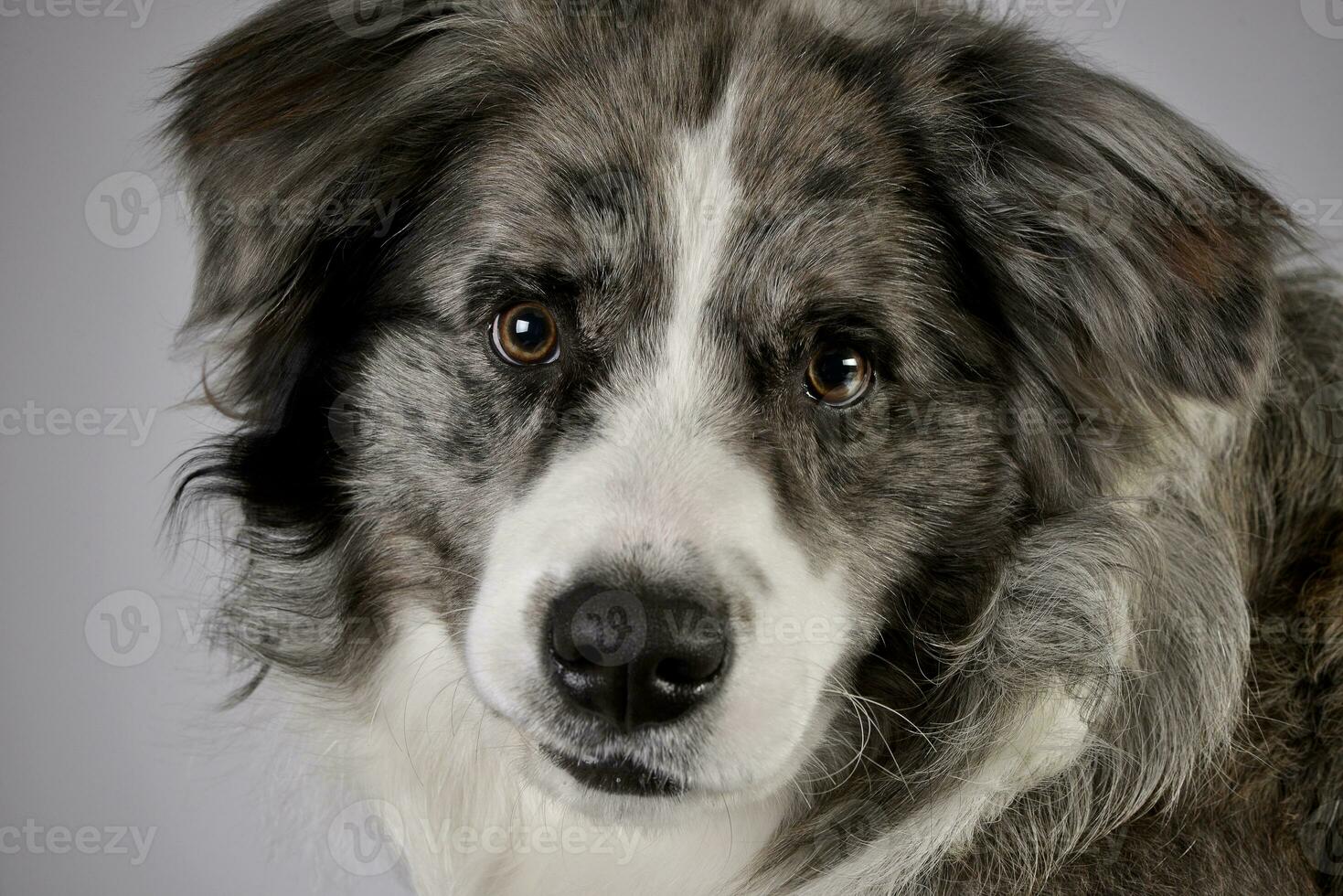 Studio shot of a cute Border Collie puppy photo