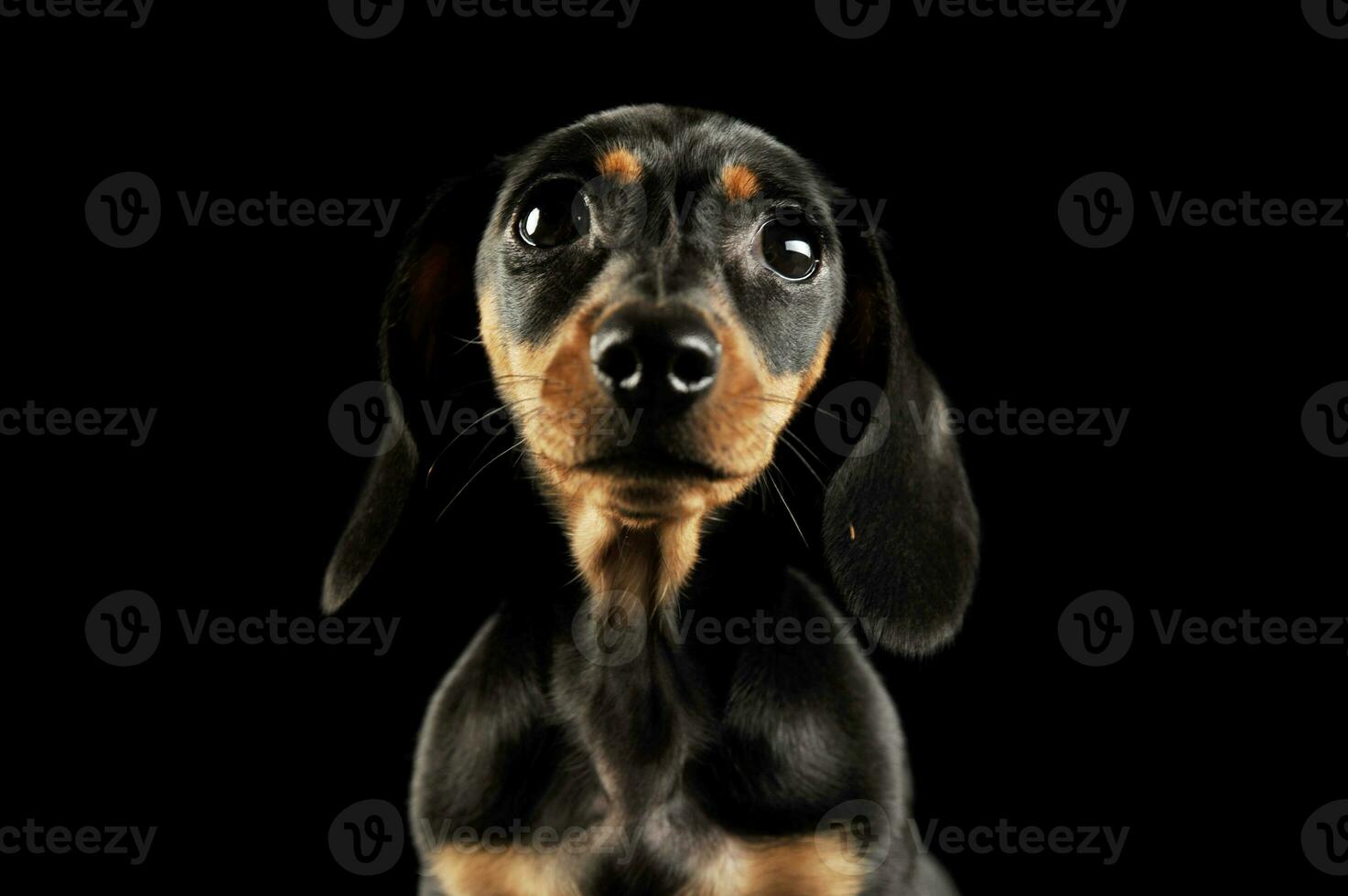 Portrait of and adorable Dachshund puppy photo