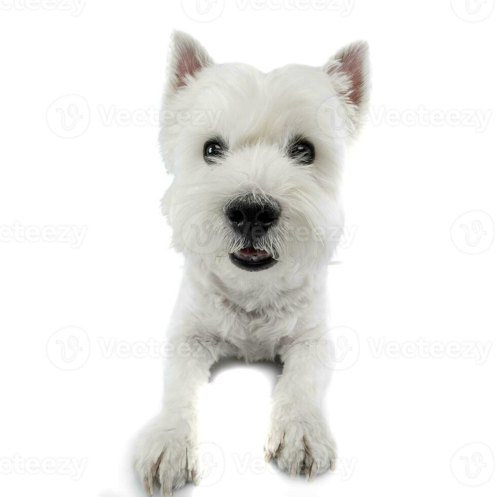 Studio shot of a cute west highland white terrier photo