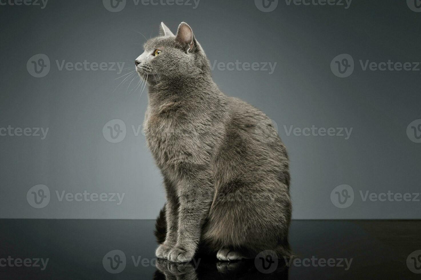 estudio Disparo de un adorable británico cabello corto gato foto