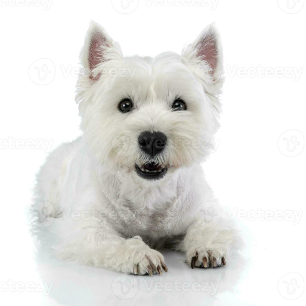 estudio Disparo de un linda Oeste tierras altas blanco terrier foto