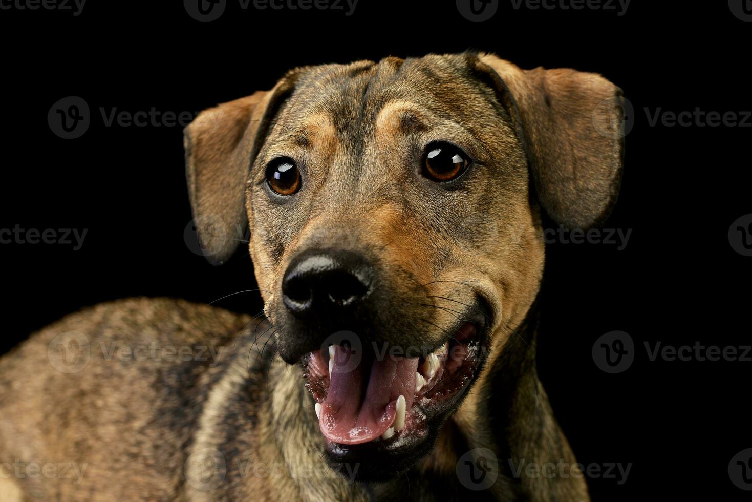 retrato de un adorable mezclado raza perro foto