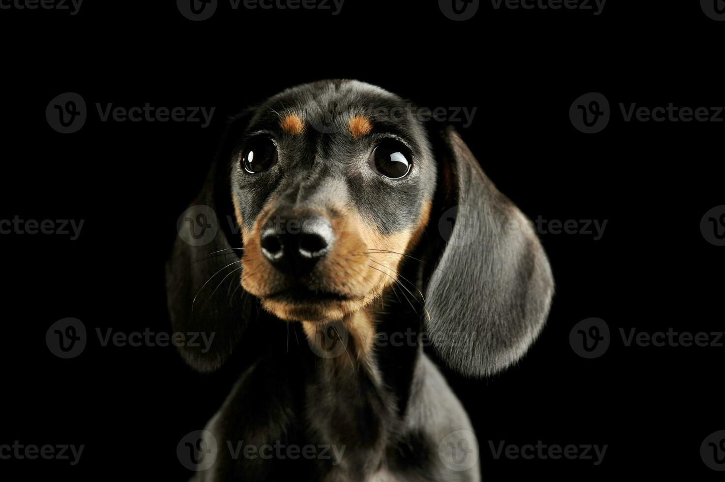 Portrait of and adorable Dachshund puppy photo