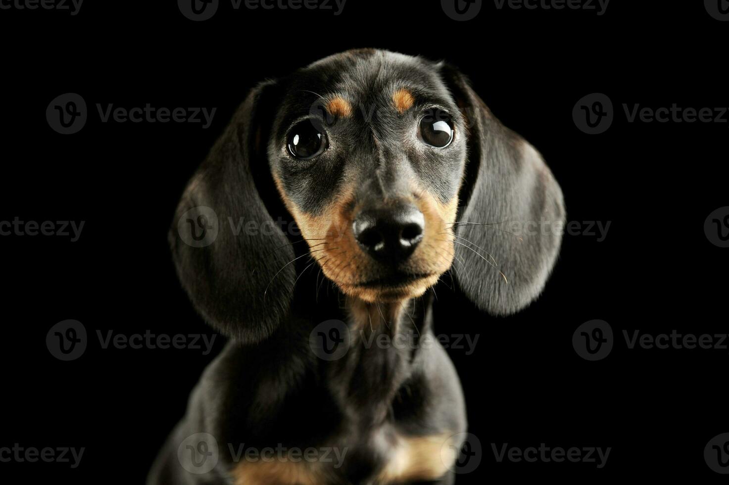 Portrait of and adorable Dachshund puppy photo