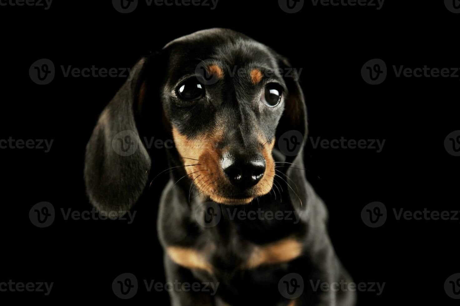 Portrait of and adorable Dachshund puppy photo