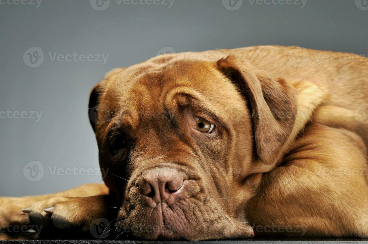 Portrait of an adorable Cane corso italiano photo