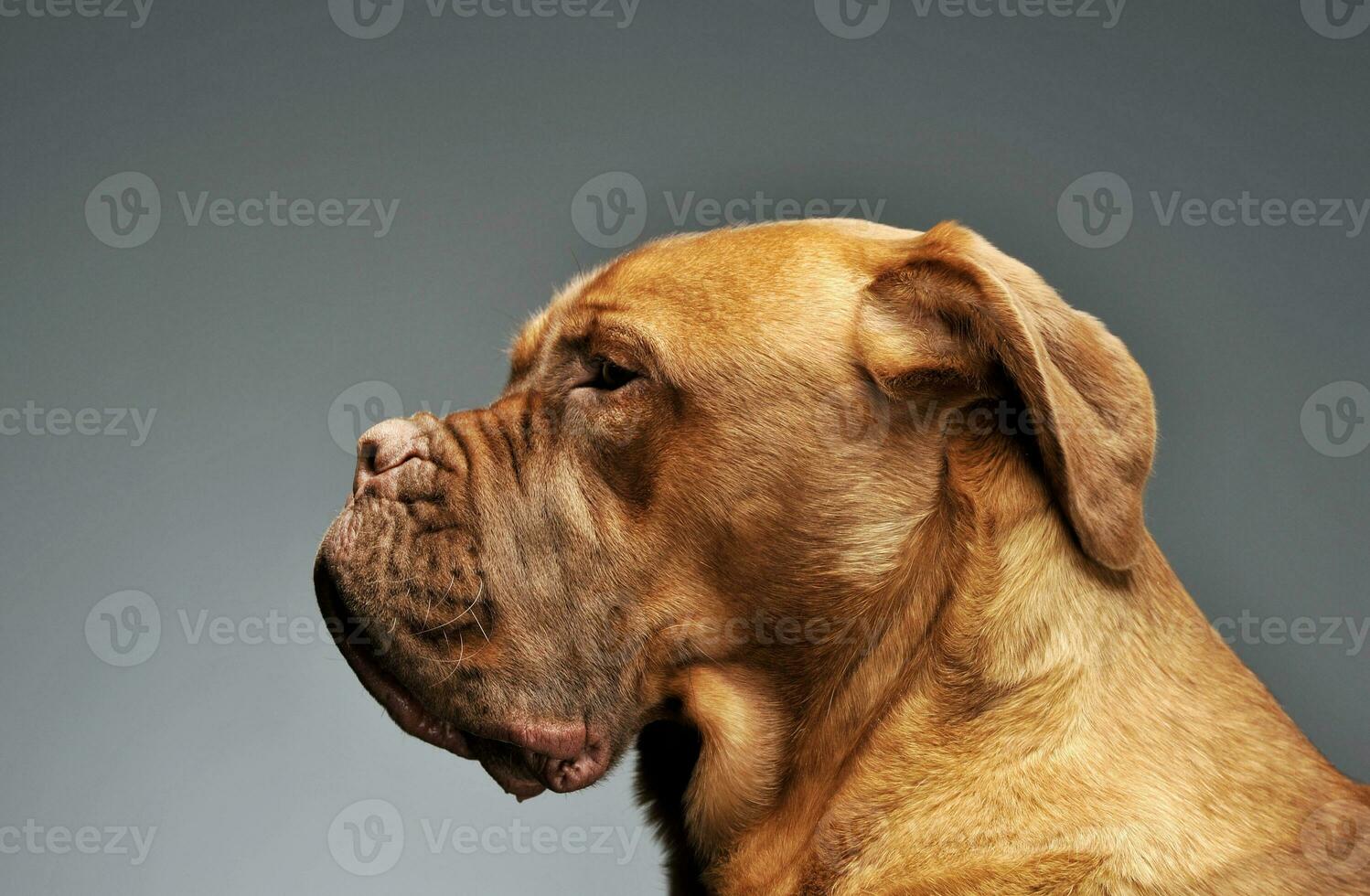 Portrait of an adorable Cane corso italiano photo