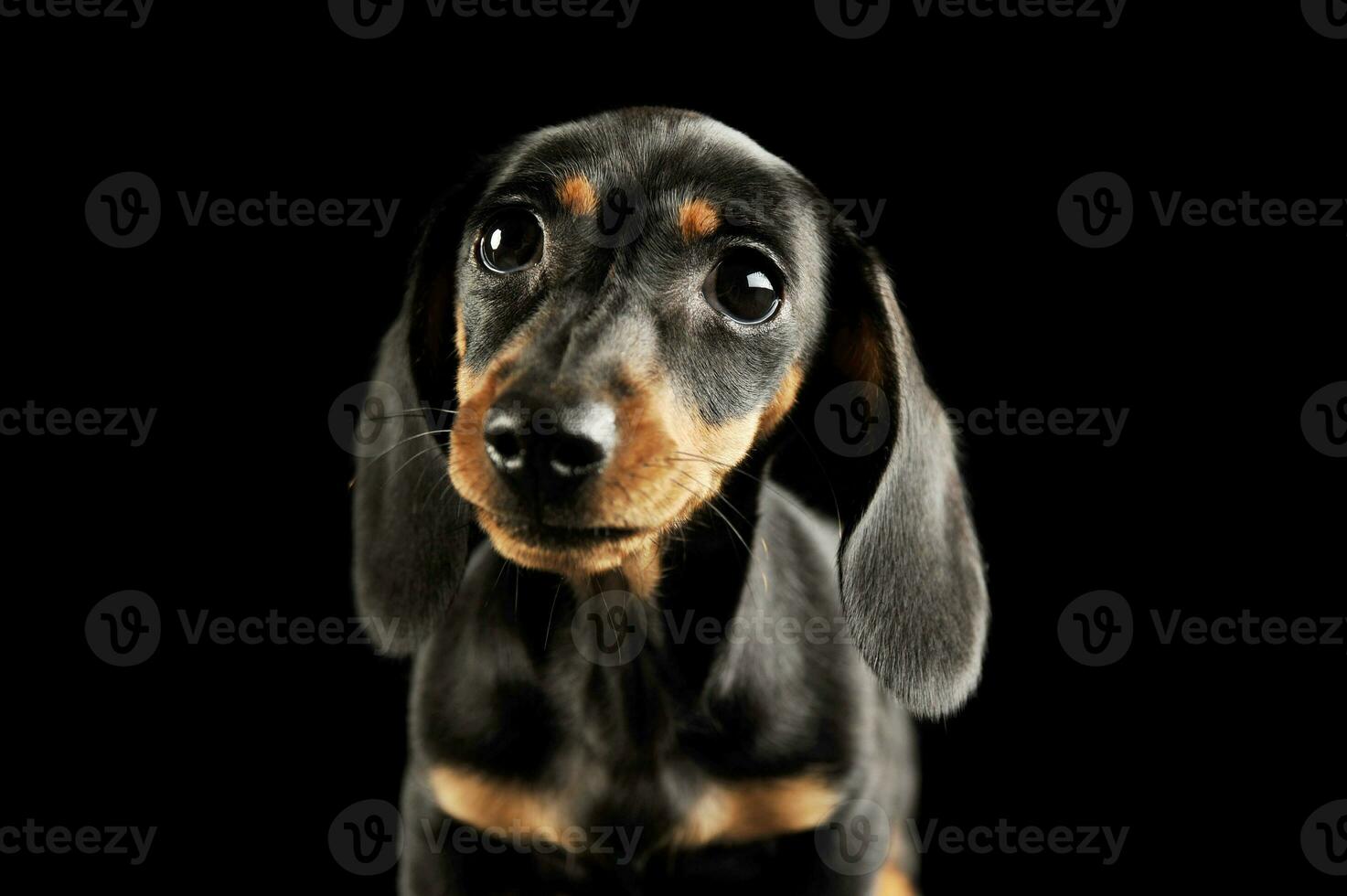 Portrait of and adorable Dachshund puppy photo