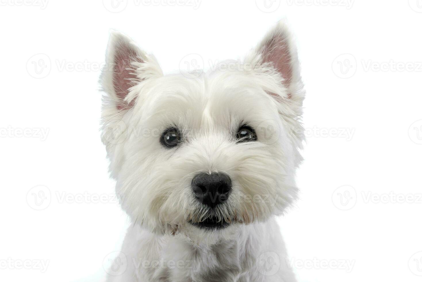 retrato de un linda Oeste tierras altas blanco terrier foto