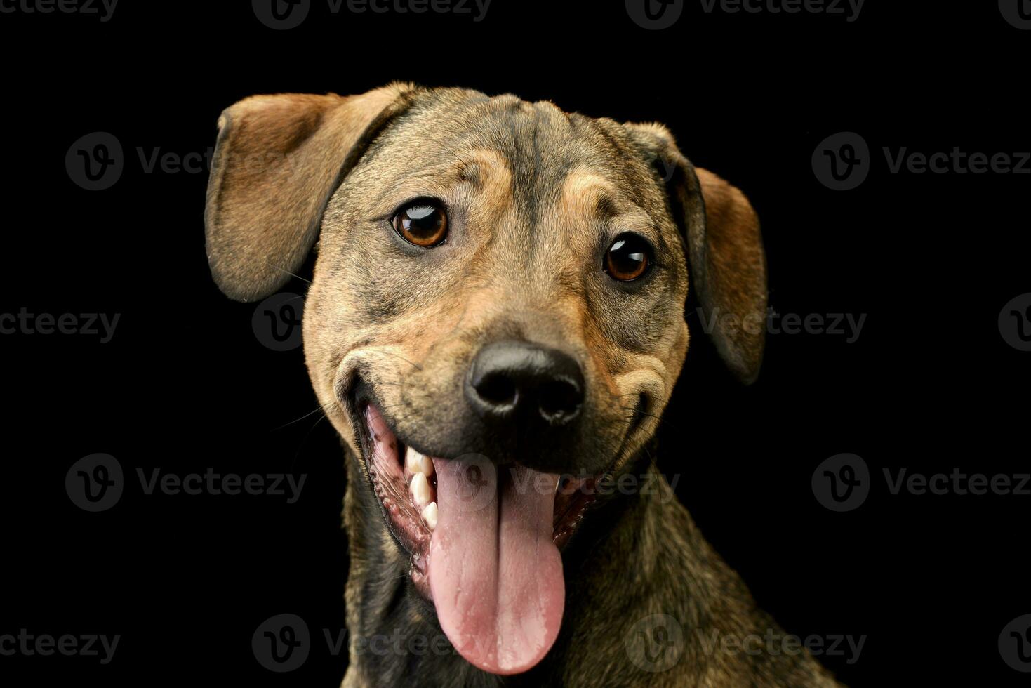 Portrait of an adorable mixed breed dog photo