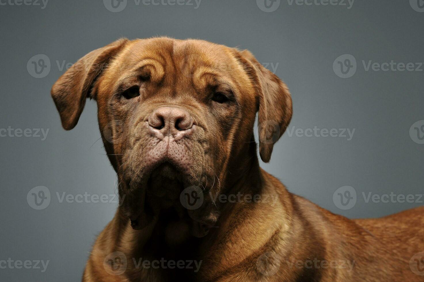 bordeaux dog portrait in a grey studio photo