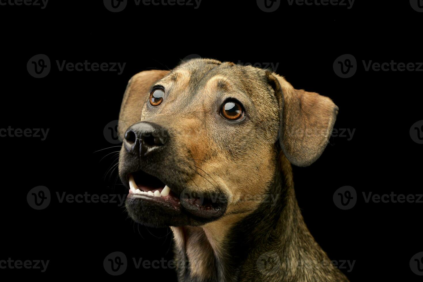 Portrait of an adorable mixed breed dog photo