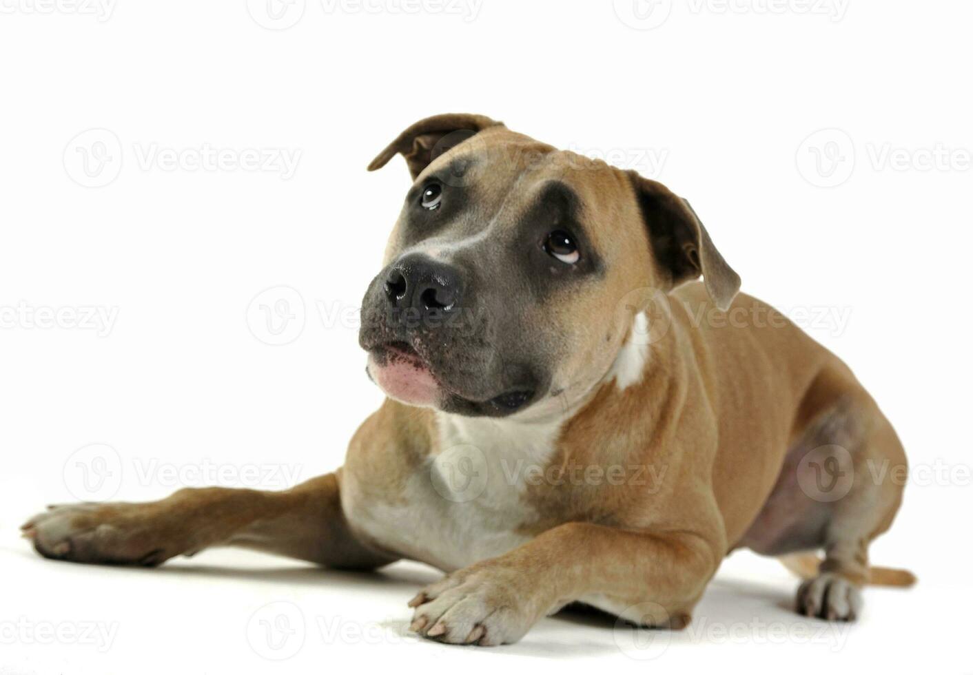 American stafford shire terrier and a cat looking  in a photo studio