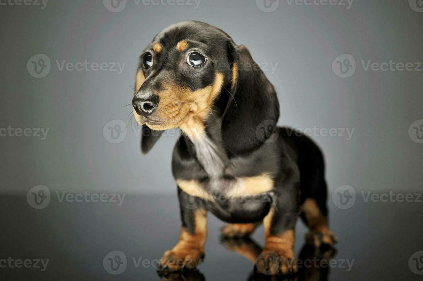 Studio shot of an adorable Dachshund puppy photo