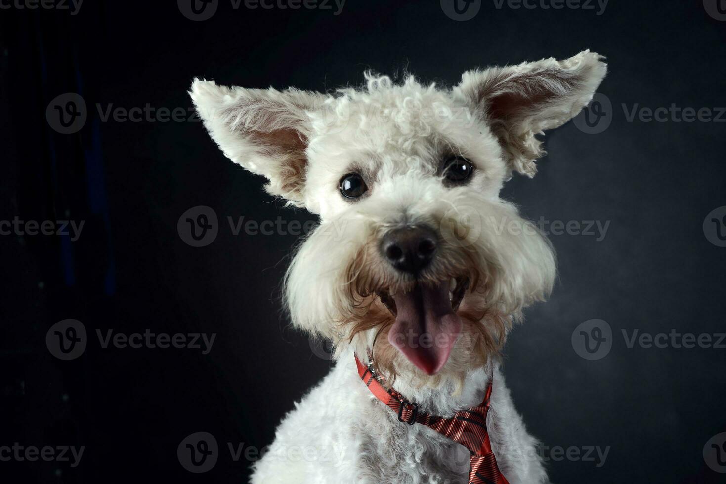 gracioso perro con volador orejas retrato en oscuro foto estudio