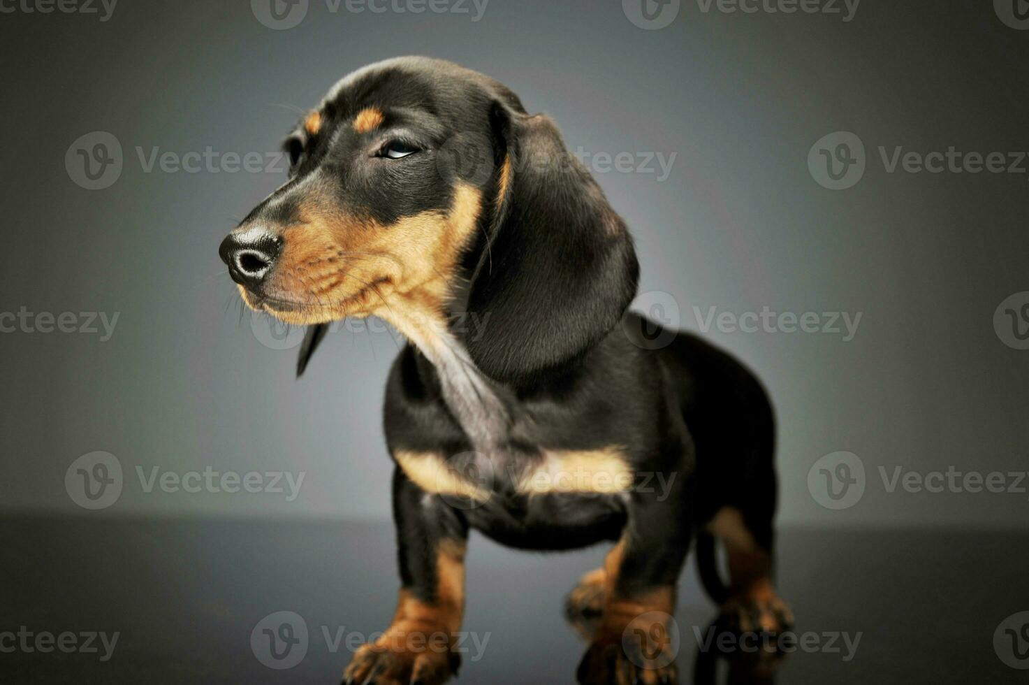 Studio shot of an adorable Dachshund puppy photo