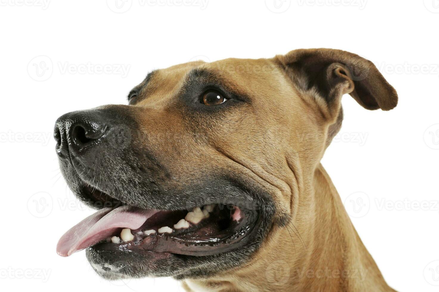 estudio Disparo de un encantador Staffordshire terrier foto