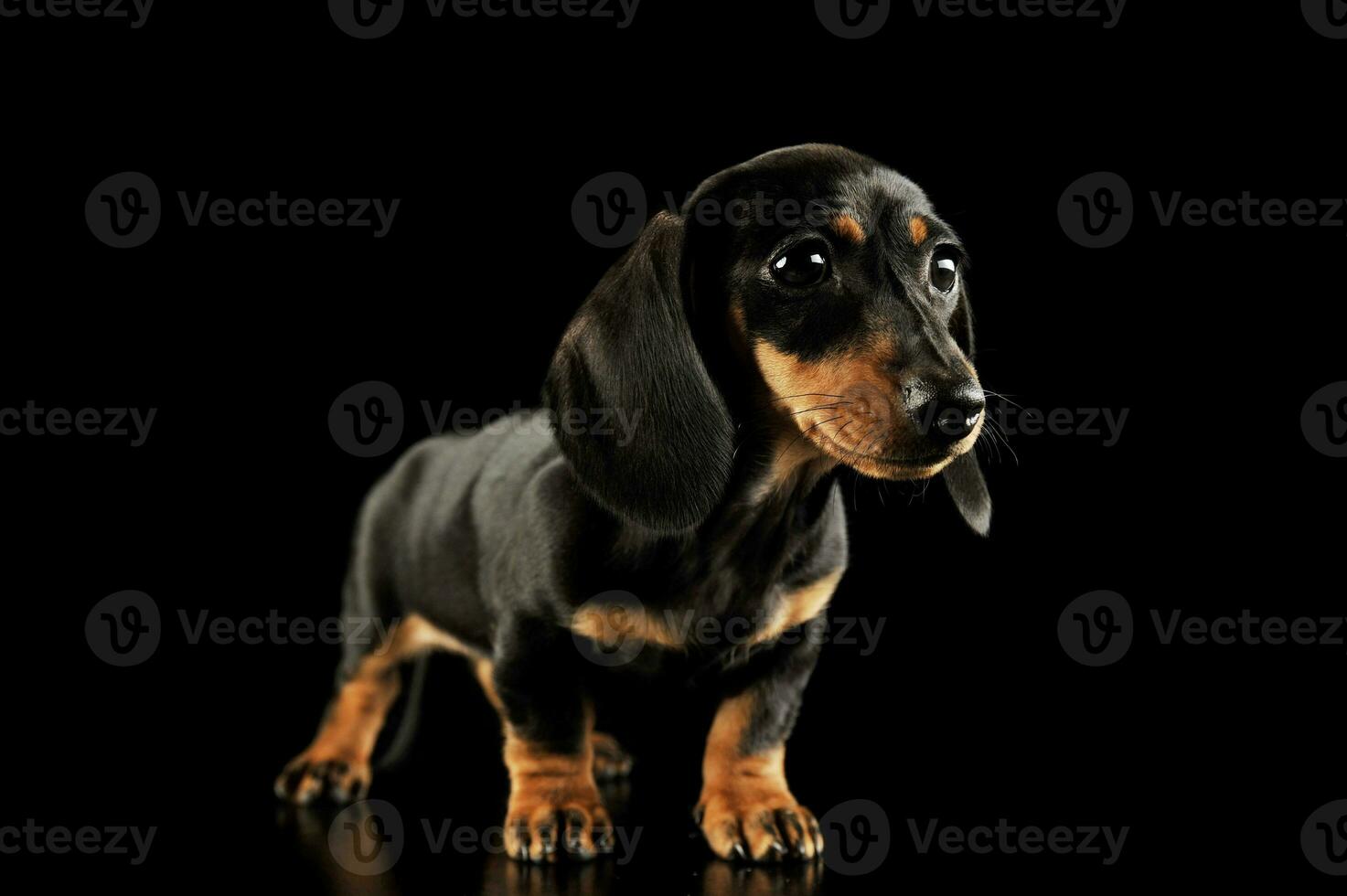 Studio shot of an adorable Dachshund puppy photo