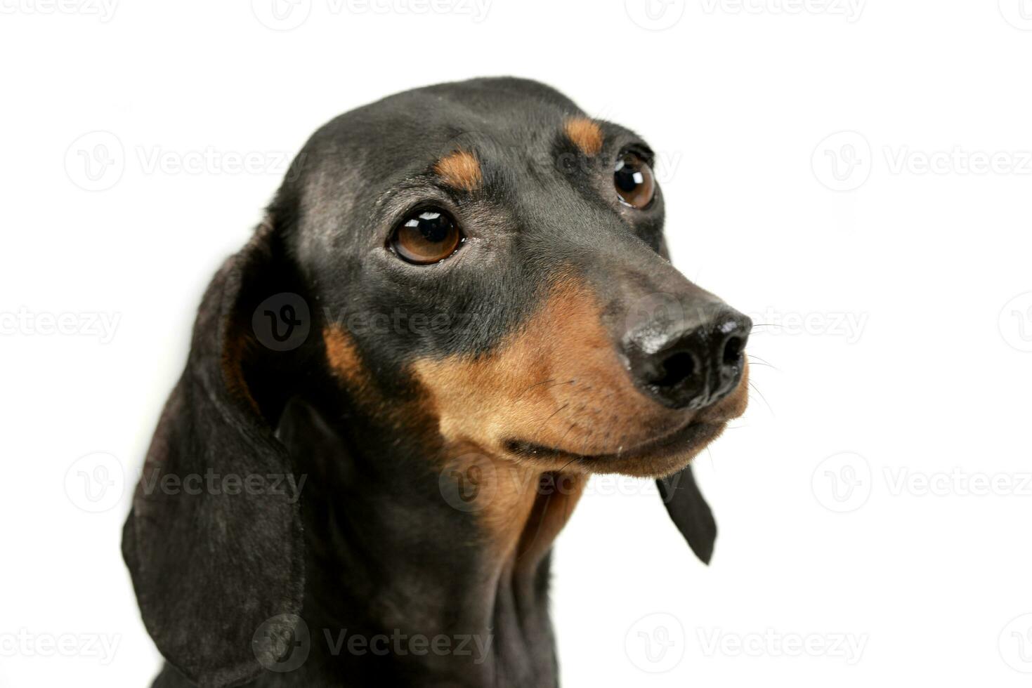 Portrait of an adorable Dachshund dog photo