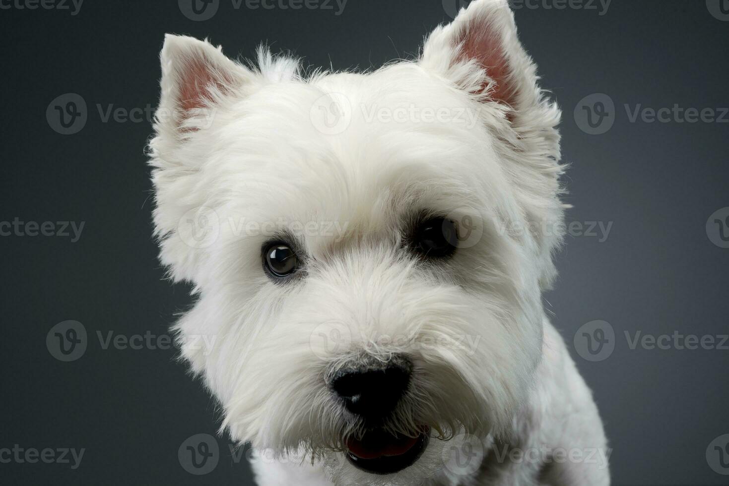 retrato de un linda Oeste tierras altas blanco terrier foto