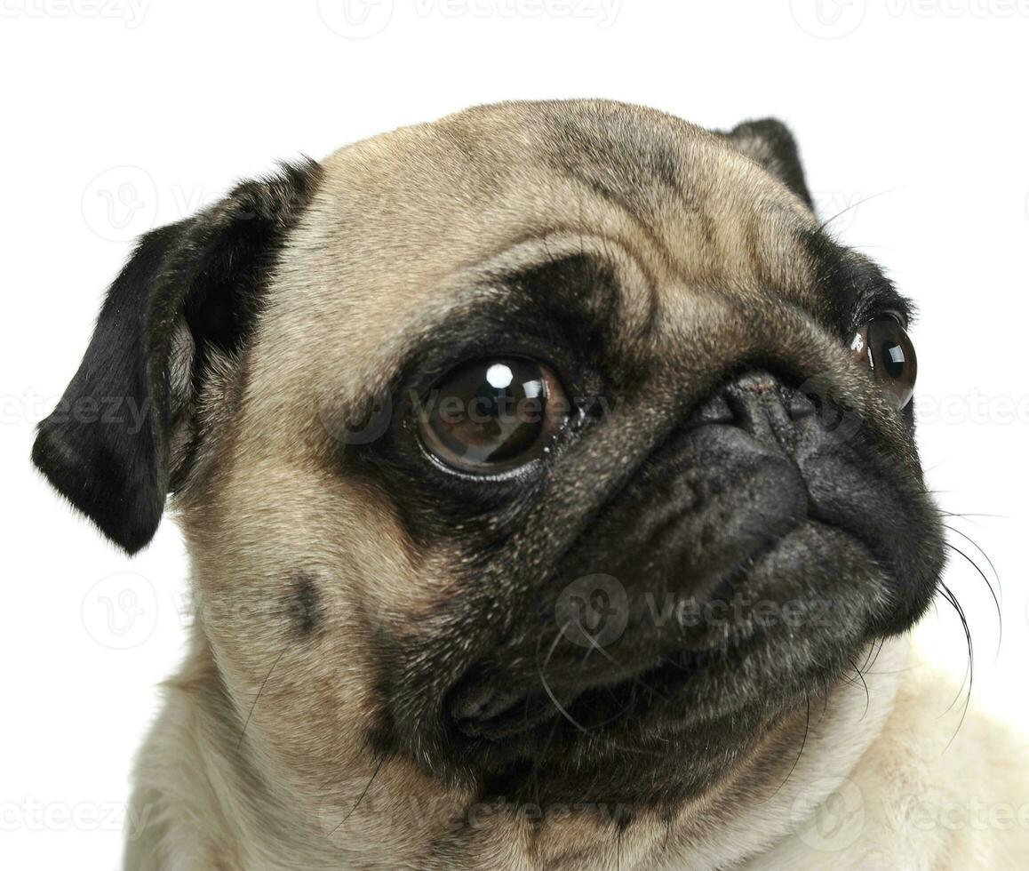 pug portrait in a white photo studio