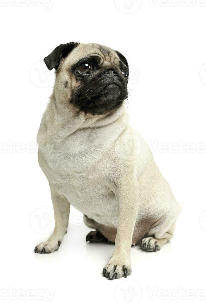 Studio shot of an adorable Pug or Mops sitting and looking up curiously photo