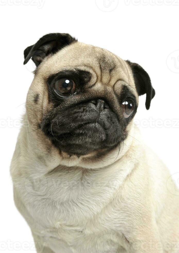 Portrait of an adorable Pug photo