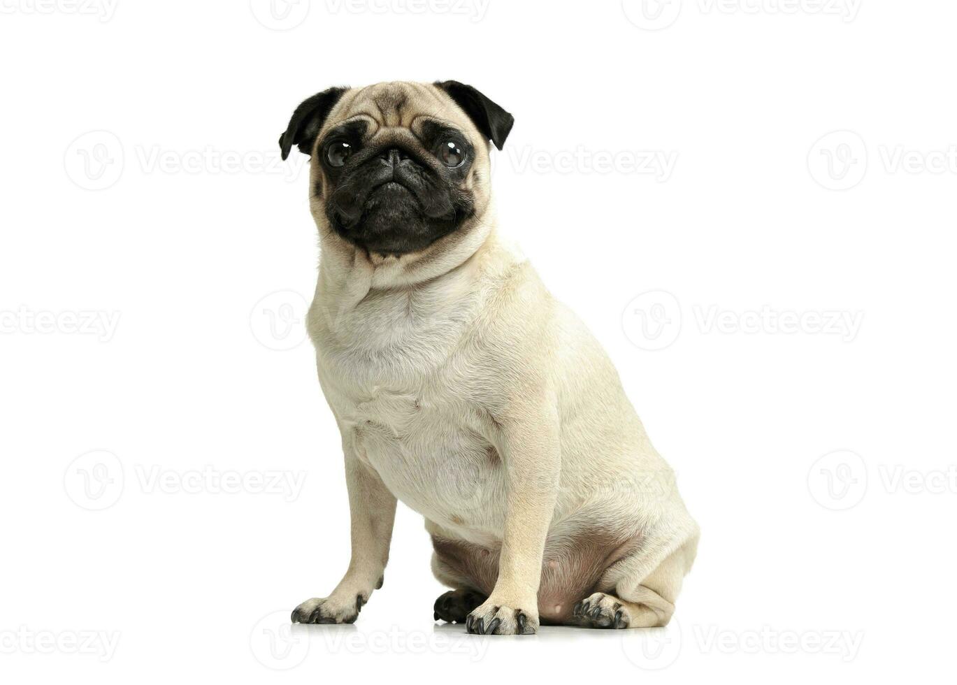 Studio shot of an adorable Pug photo