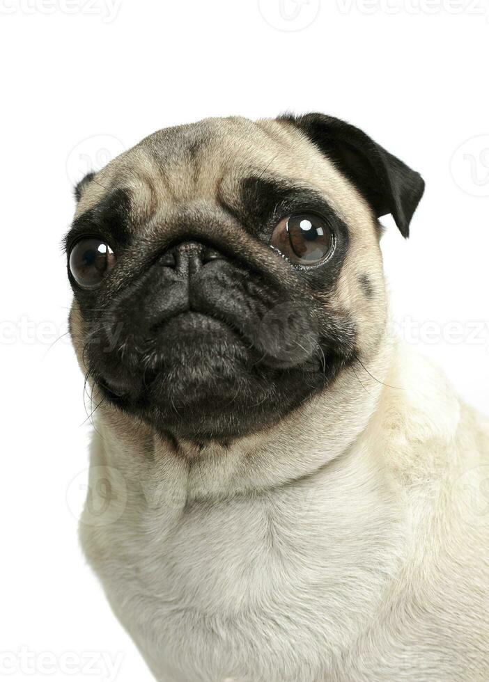 Portrait of an adorable Pug or Mops looking curiously at the camera photo
