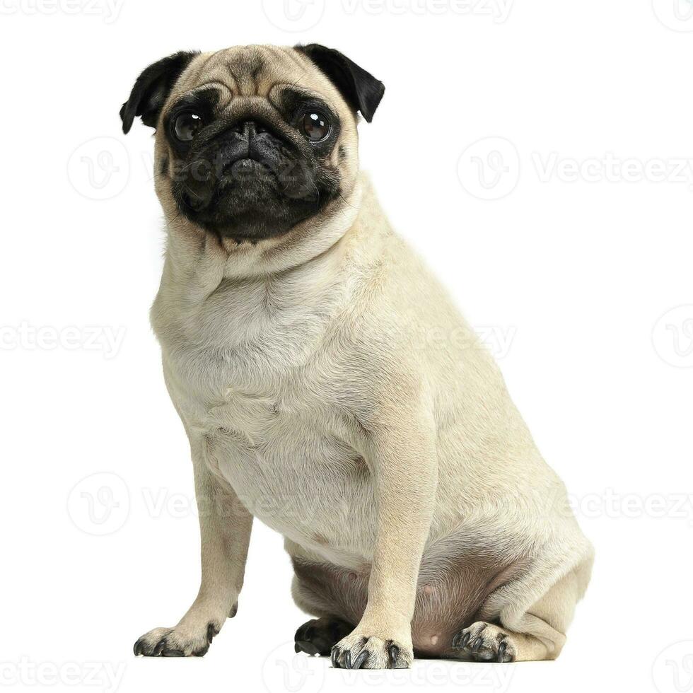 cute pug sitting in a white photo studio