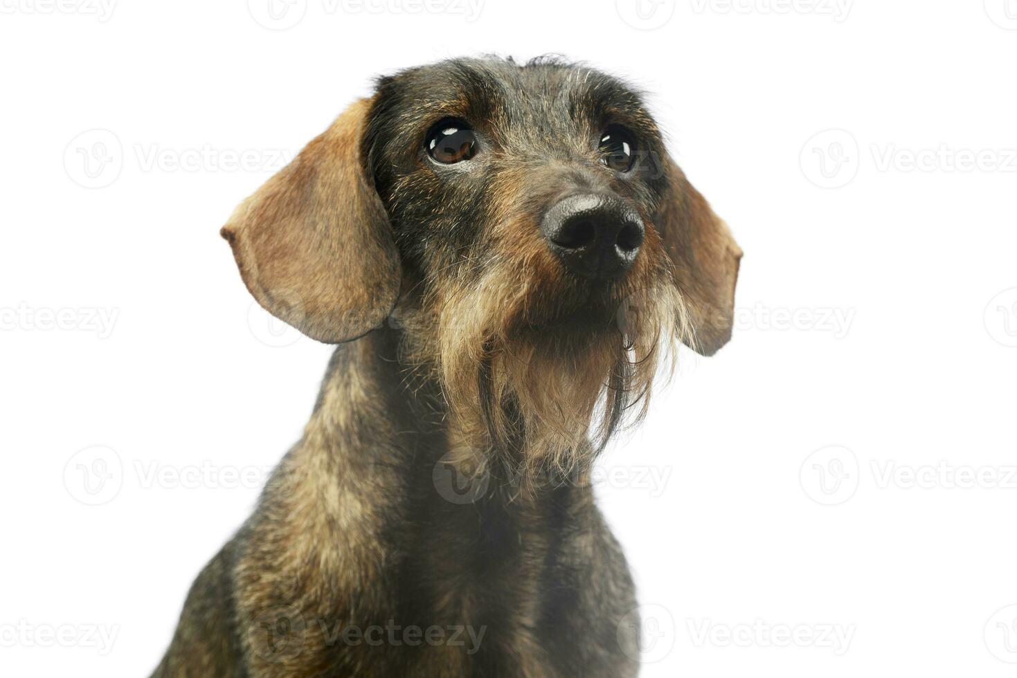 retrato de un adorable perro tejonero foto