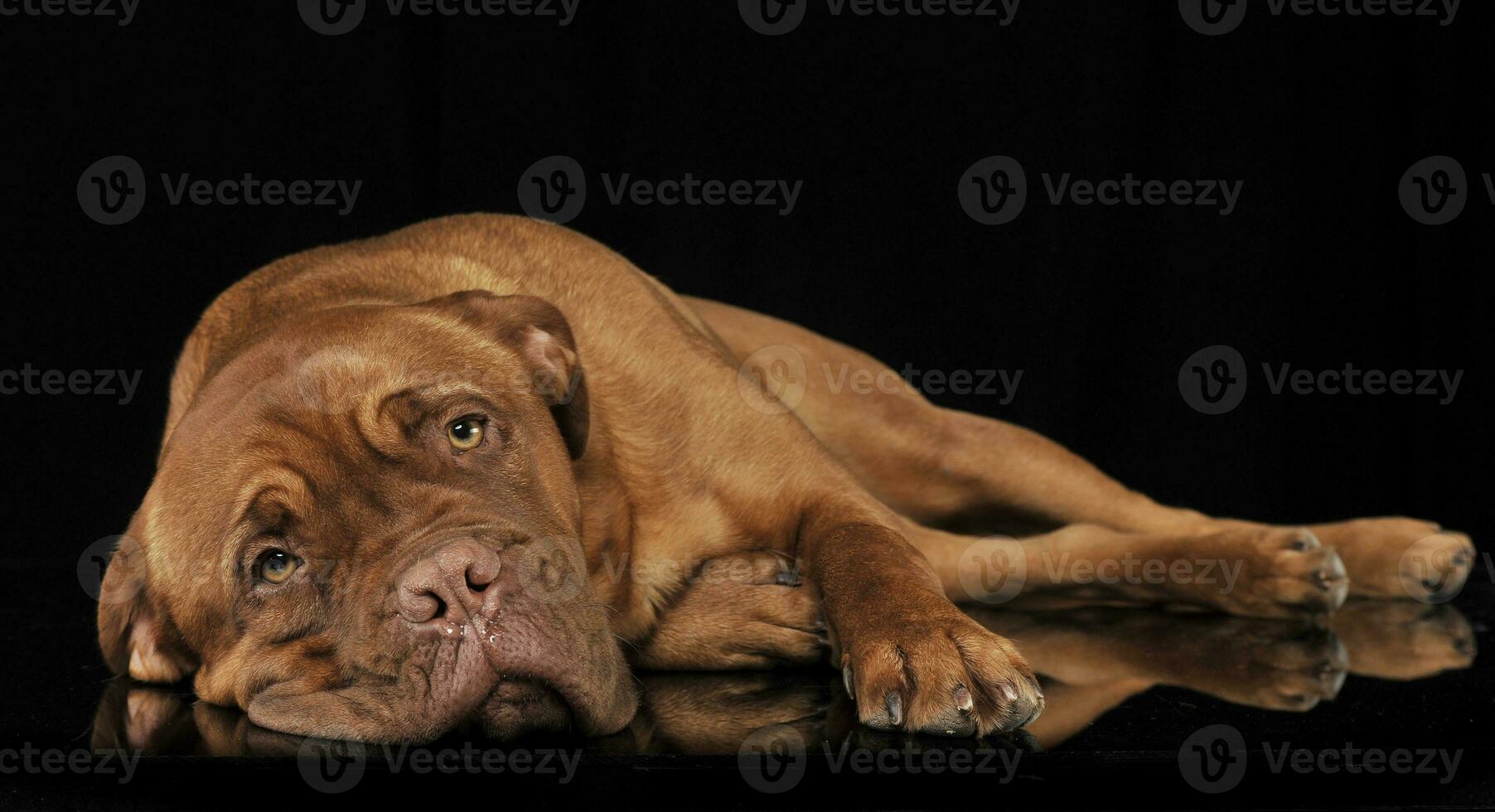 bordeaux dog relaxing in a black studio photo