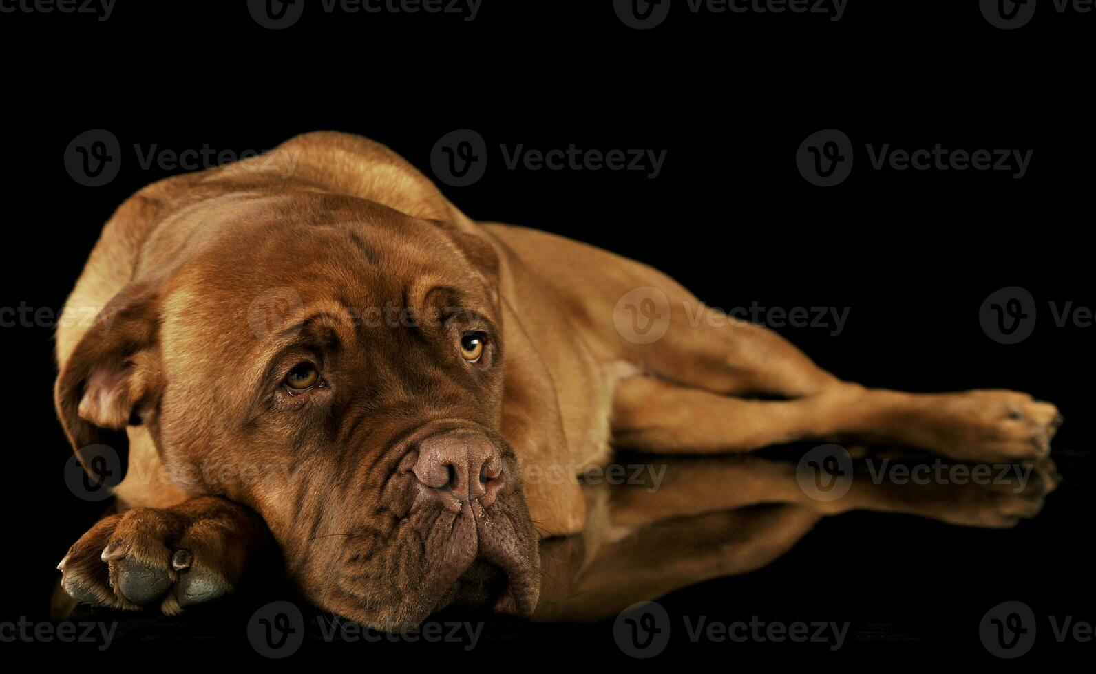 Studio shot of an adorable Dogue de Bordeaux photo