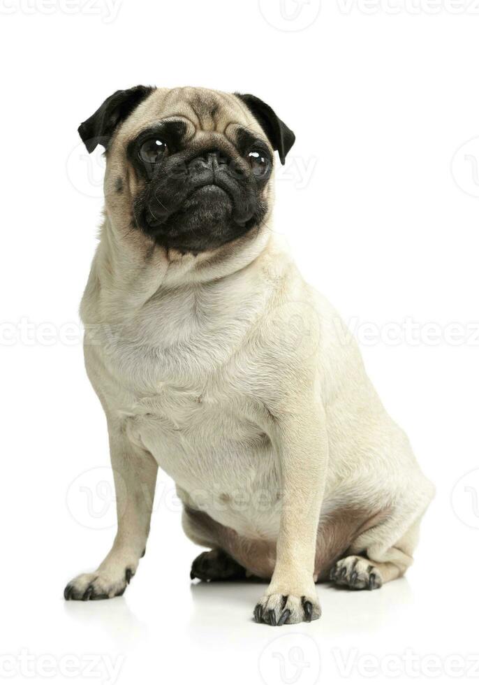 Studio shot of an adorable Pug photo