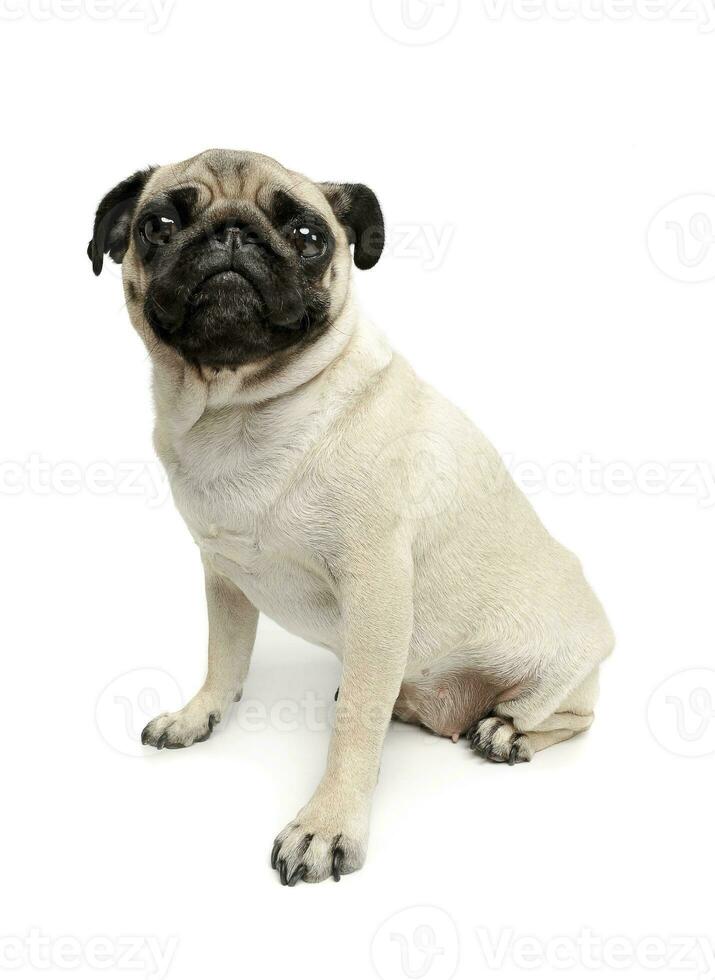 Studio shot of an adorable Pug or Mops sitting and looking curiously at the camera photo