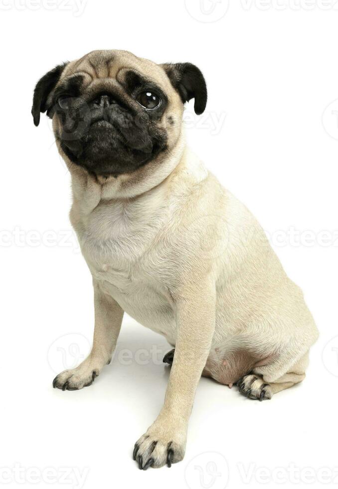 Studio shot of an adorable Pug photo