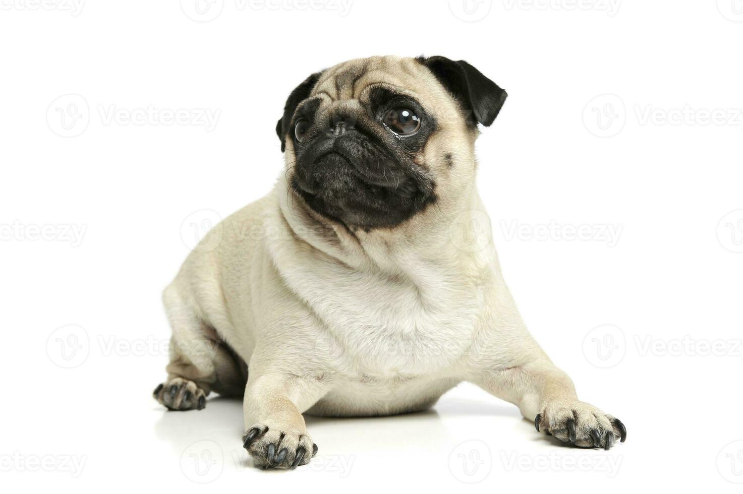 Studio shot of an adorable Pug photo