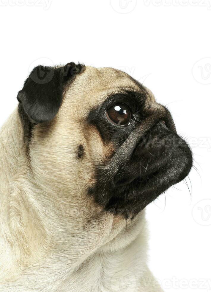 Portrait of an adorable Pug photo