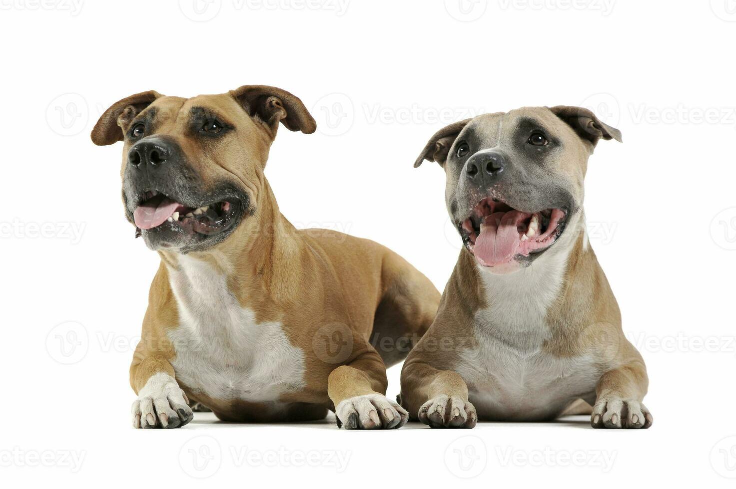 Studio portrait of 2 adorable Staffordshire Terrier photo