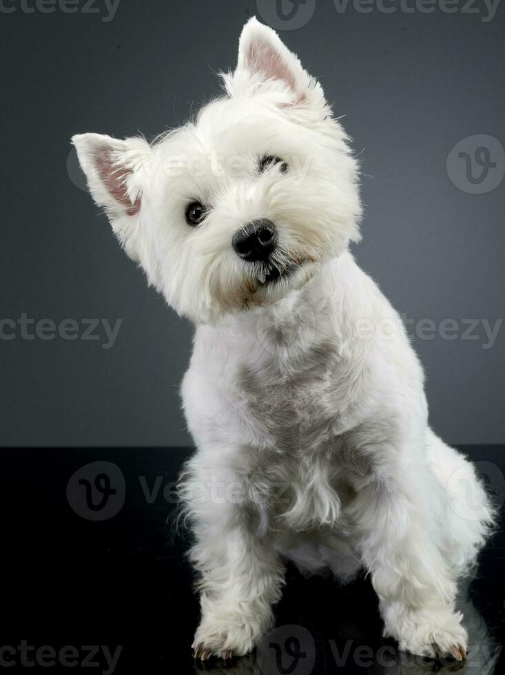 estudio Disparo de un linda Oeste tierras altas blanco terrier foto