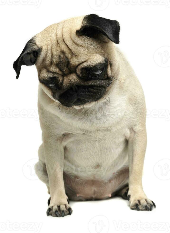 cute pug sitting in a white photo studio