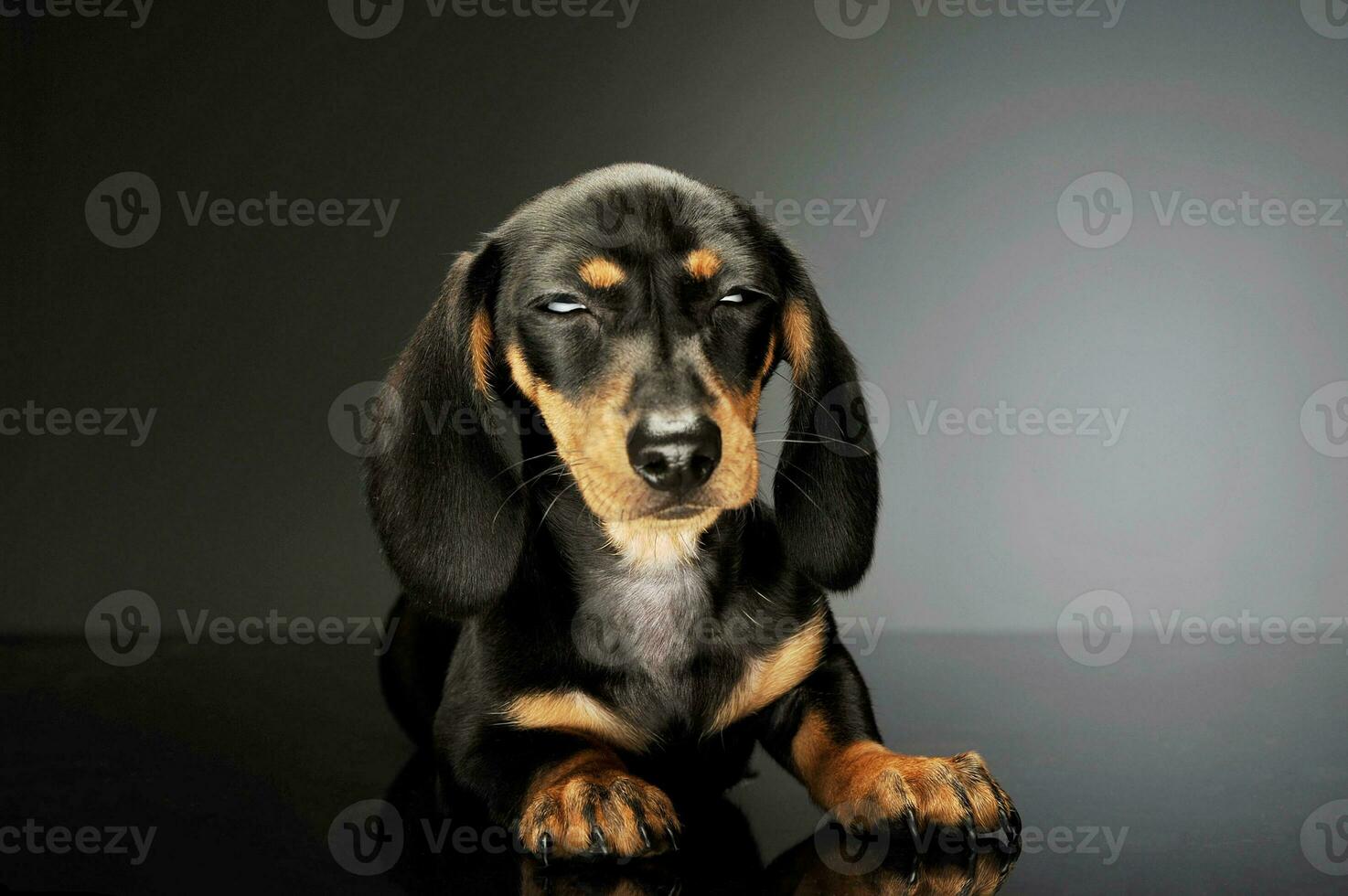 Studio shot of an adorable Dachshund puppy photo