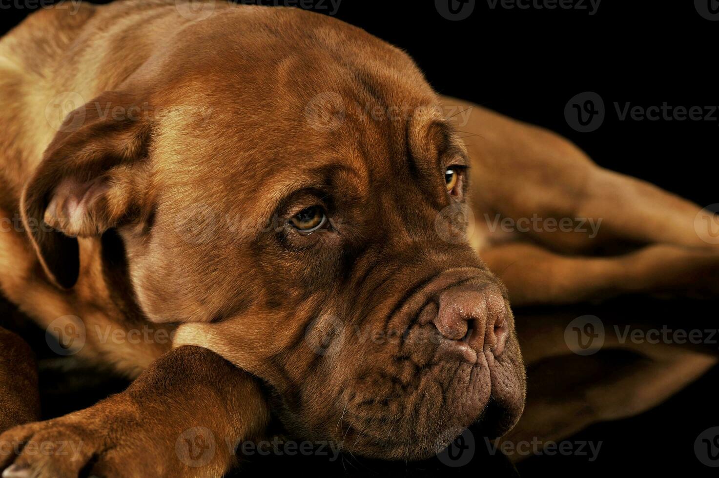 Studio shot of an adorable Dogue de Bordeaux photo