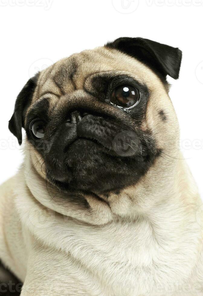 Portrait of an adorable Pug photo