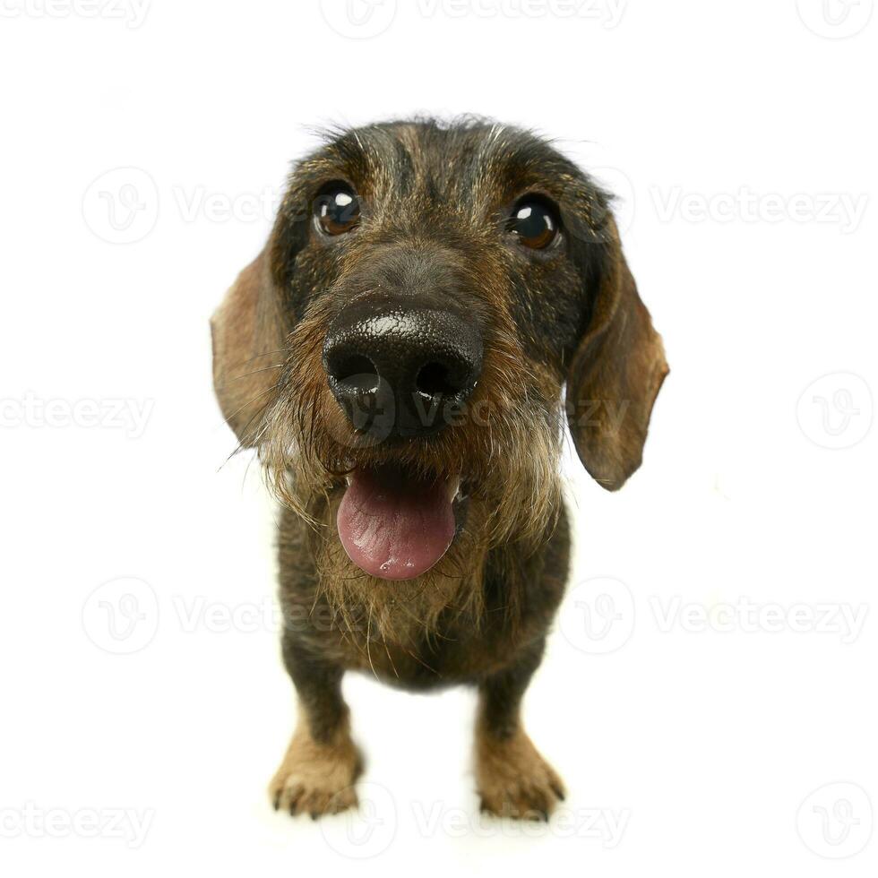 wired hair dachshund portrait a in studio photo