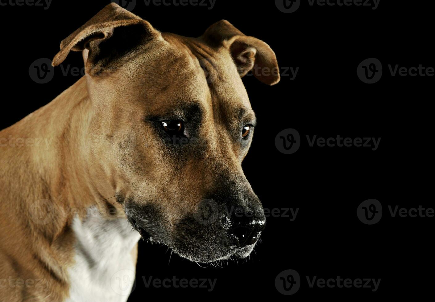 Studio portrait shot of a lovely Staffordshire Terrier photo
